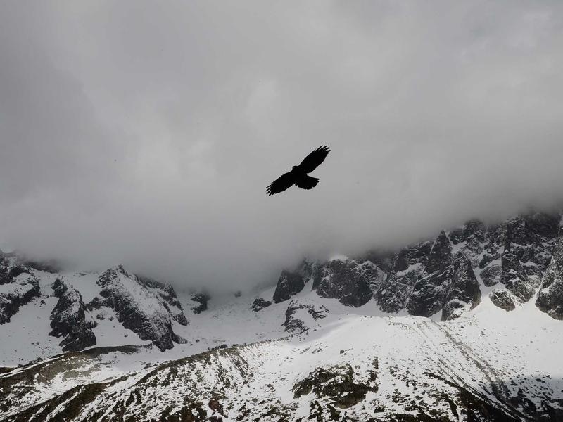 仿生人会梦见电子羊吗<br>bcxjjkz.cn 意识上传实验